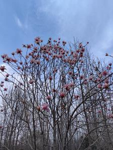 一剑九花免费无弹窗阅读