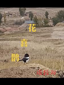 免费无弹窗阅读